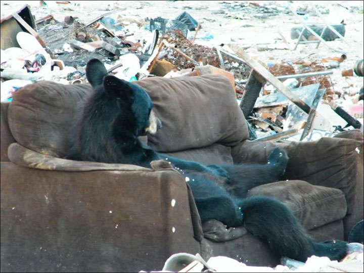 des-ours-aux-comportements-humains10