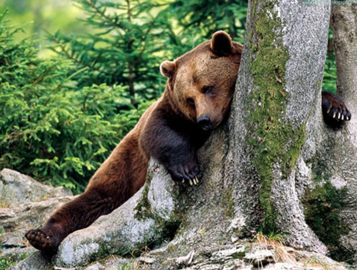 des-ours-aux-comportements-humains13