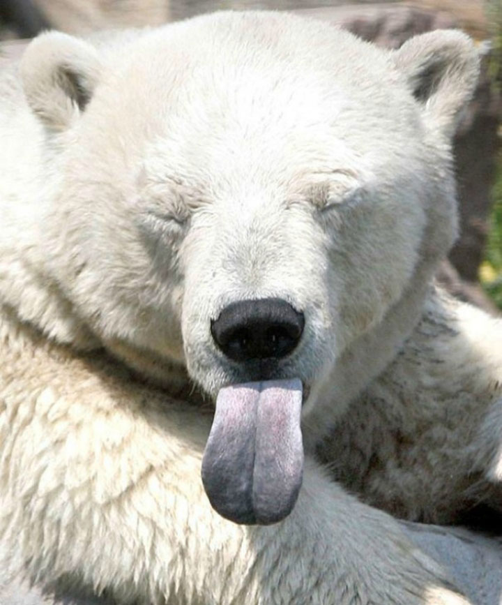 des-ours-aux-comportements-humains16