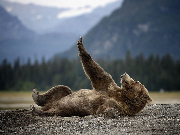 des-ours-aux-comportements-humains17