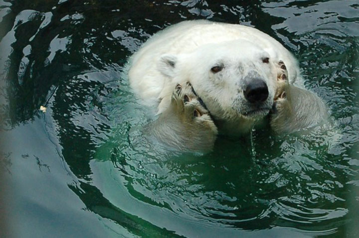 des-ours-aux-comportements-humains18