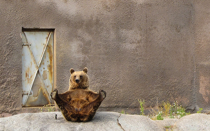 des-ours-aux-comportements-humains19