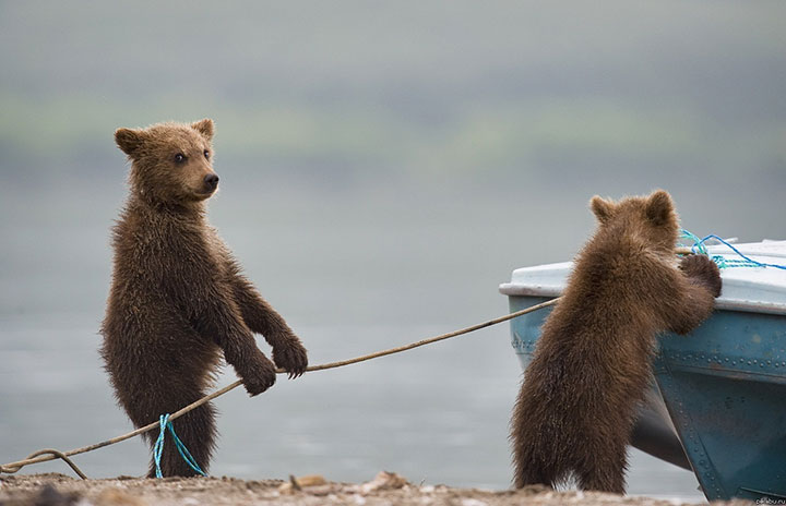 des-ours-aux-comportements-humains2