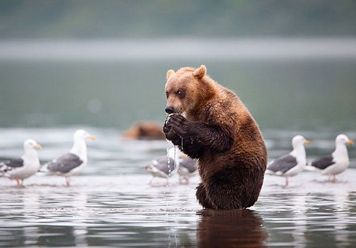 des-ours-aux-comportements-humains21