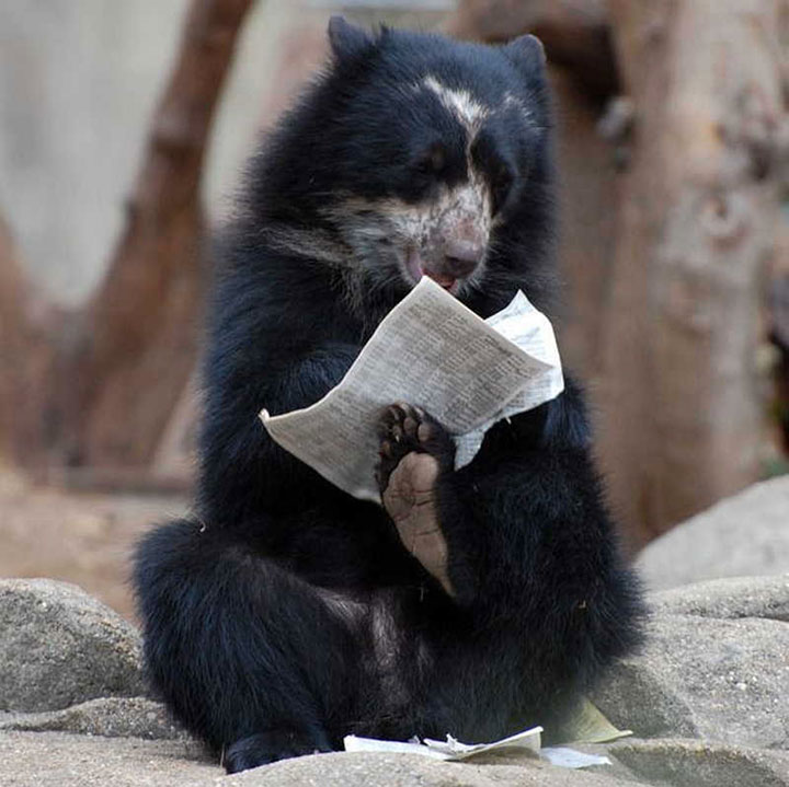 des-ours-aux-comportements-humains4
