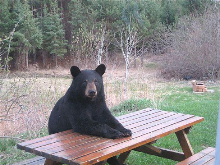 des-ours-aux-comportements-humains5