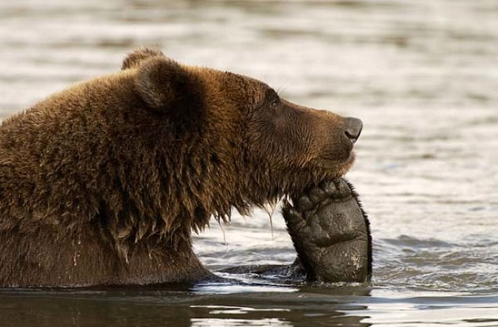 des-ours-aux-comportements-humains6