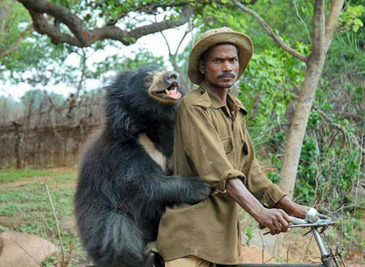 des-ours-aux-comportements-humains8