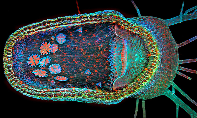 les-10-incroyables-photographies-gagnantes-du-concours-olympus-bioscapes-une