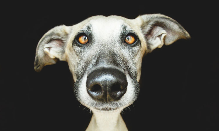 une-artiste-allemande-realise-des-portraits-intimes-et-droles-de-ses-trois-adorables-chiens-une