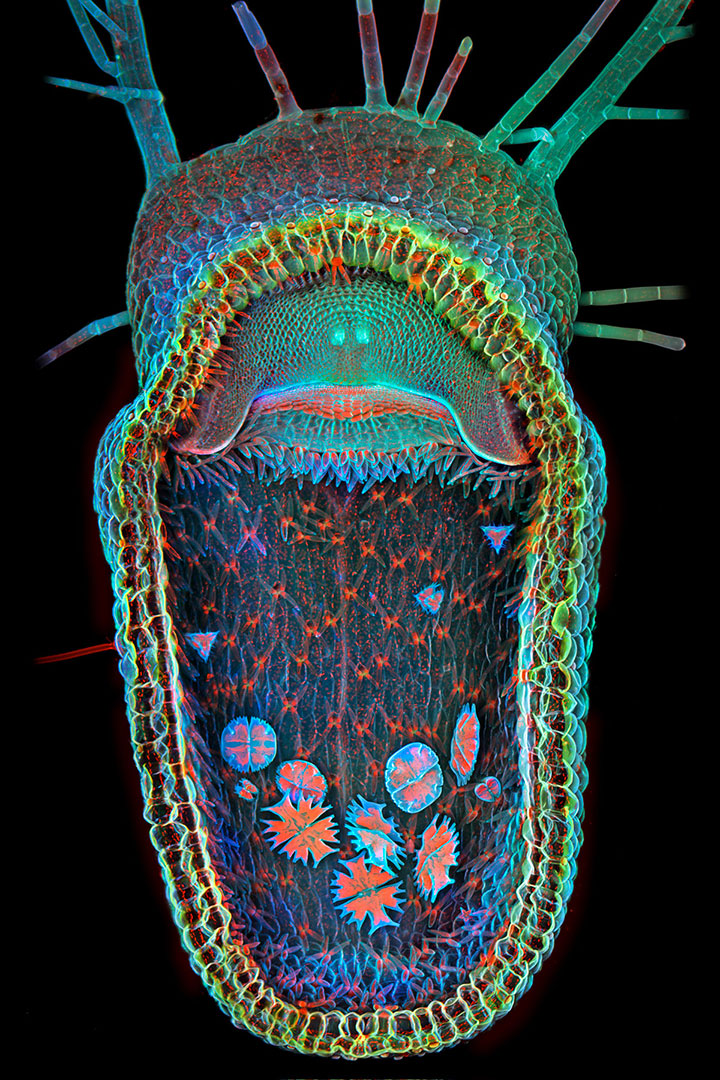 voici-les-gagnants-de-limage-microscopique-de-lannee-20131