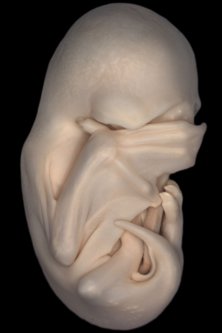 voici-les-gagnants-de-limage-microscopique-de-lannee-20132