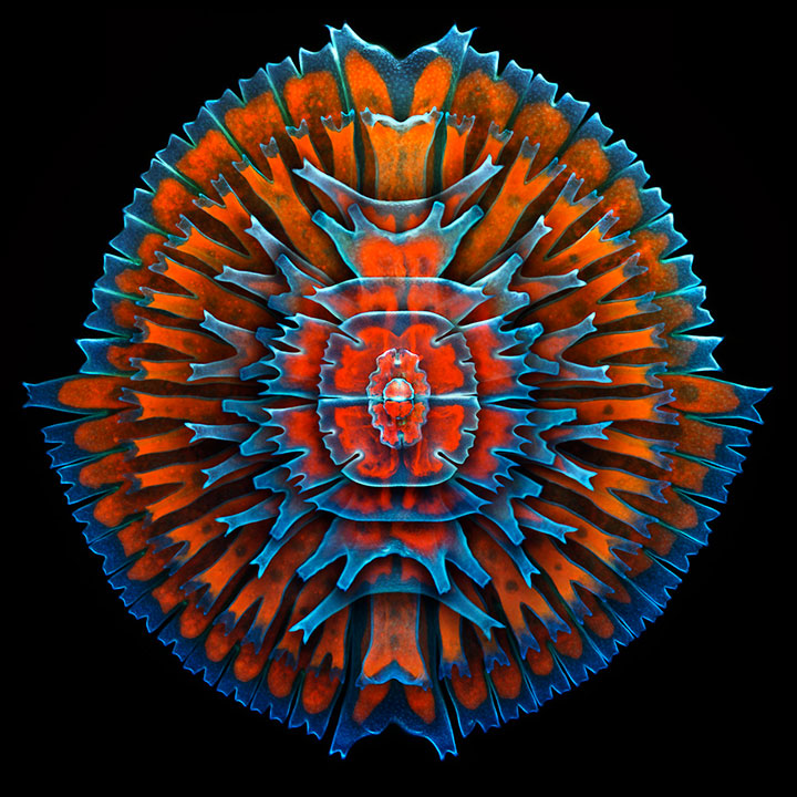 voici-les-gagnants-de-limage-microscopique-de-lannee-20133