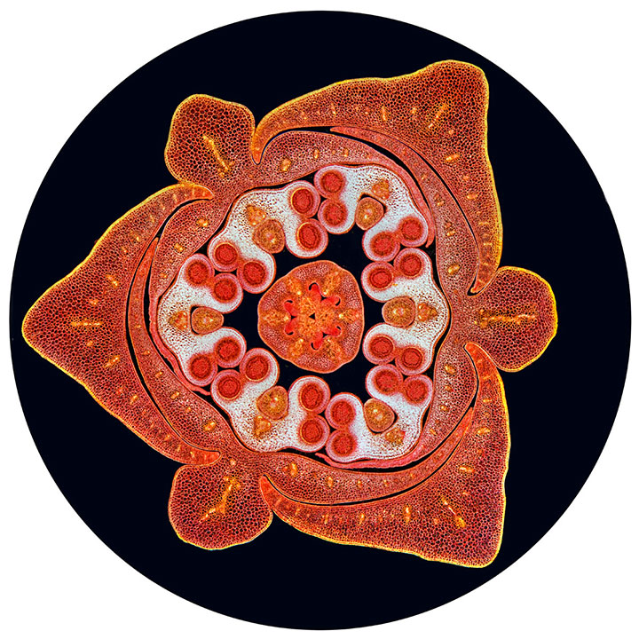 voici-les-gagnants-de-limage-microscopique-de-lannee-20134