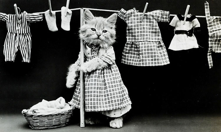 vous-pensiez-que-la-mode-des-chats-venait-dinternet-nos-ancetres-sen-amusaient-deja-en-1915-une