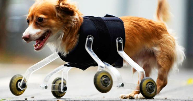 20-animaux-handicapes-retrouvent-leur-joie-de-vivre-grace-a-des-protheses-concues-sur-mesure-une