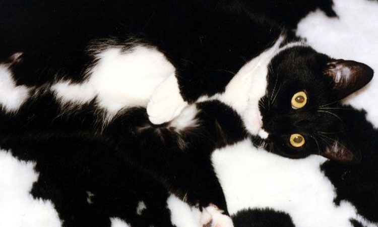 24-chiens-et-chats-qui-ne-manquent-pas-de-talent-pour-se-camoufler-aux-yeux-de-leur-maitre-une