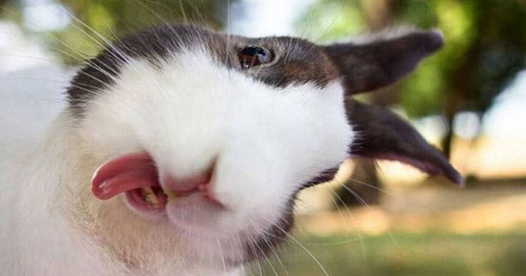 24-photos-animaux-pas-en-leur-faveur-une