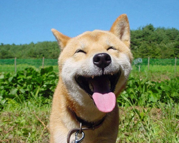 animaux-heureux-1