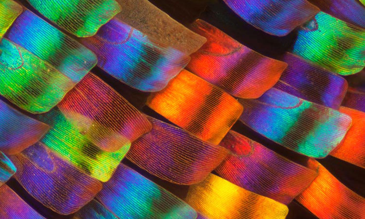 decouvrez-la-beaute-insoupconnees-des-ailes-de-papillons-a-travers-de-magnifiques-cliches-macroscopiques-une