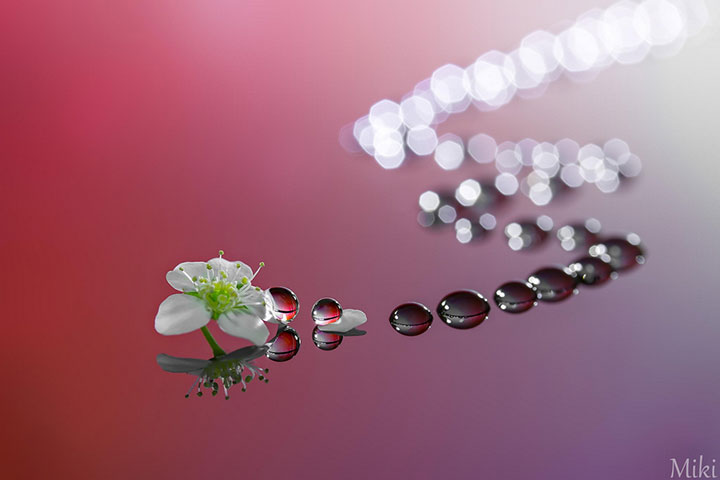 miki-asai-macro-photo1