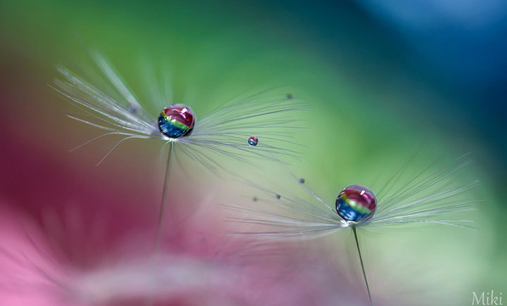 miki-asai-macro-photo10