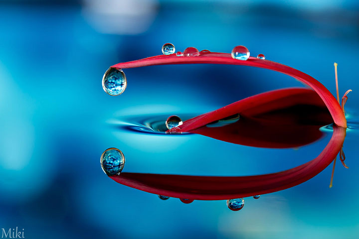 miki-asai-macro-photo11