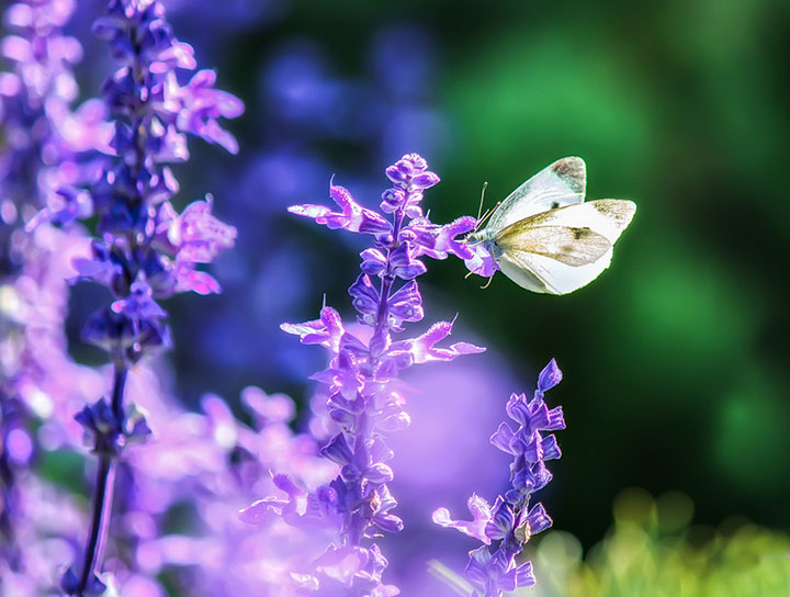 miki-asai-macro-photo14