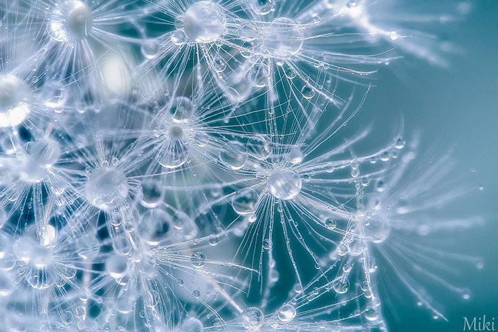 miki-asai-macro-photo15