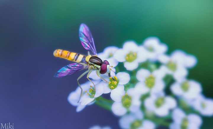 miki-asai-macro-photo27