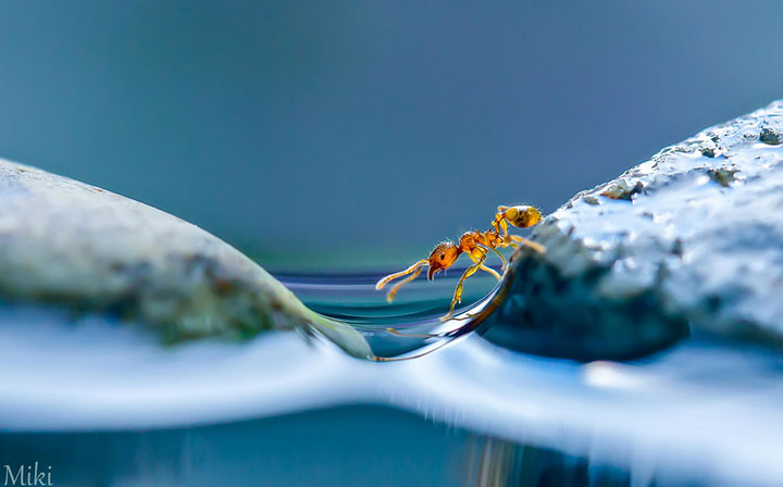 miki-asai-macro-photo30