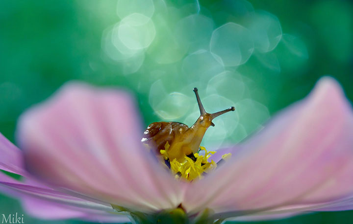 miki-asai-macro-photo8