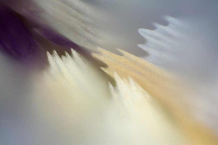 papillon-12