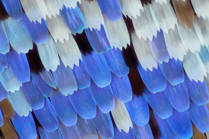 papillon-23