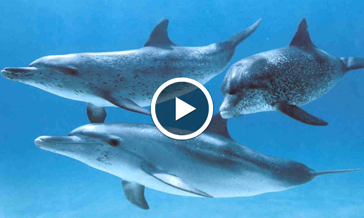 un-pas-de-geant-franchi-pour-comprendre-le-langage-des-dauphins-un-ordinateur-a-traduit-un-premier-mot-une