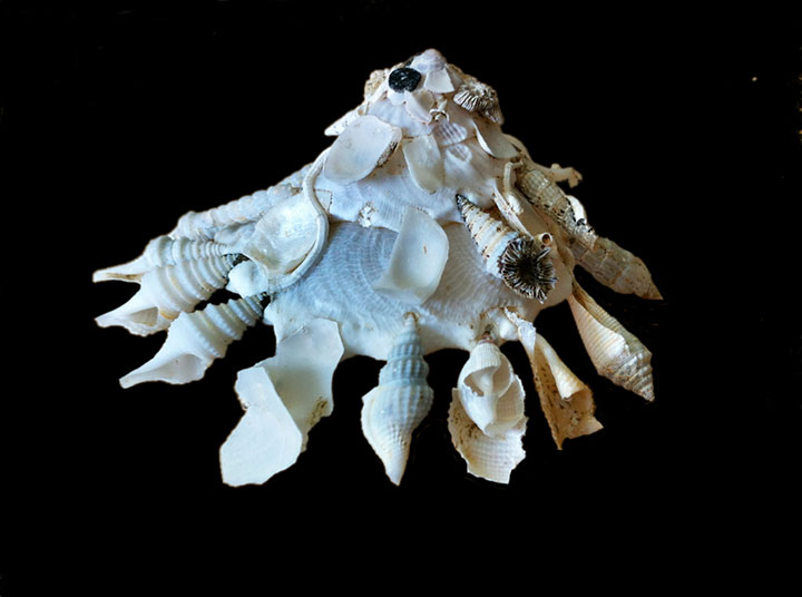 animal-construction-habitat2-1