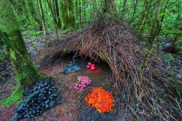 animal-construction-habitat4