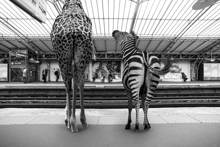 animaux-11