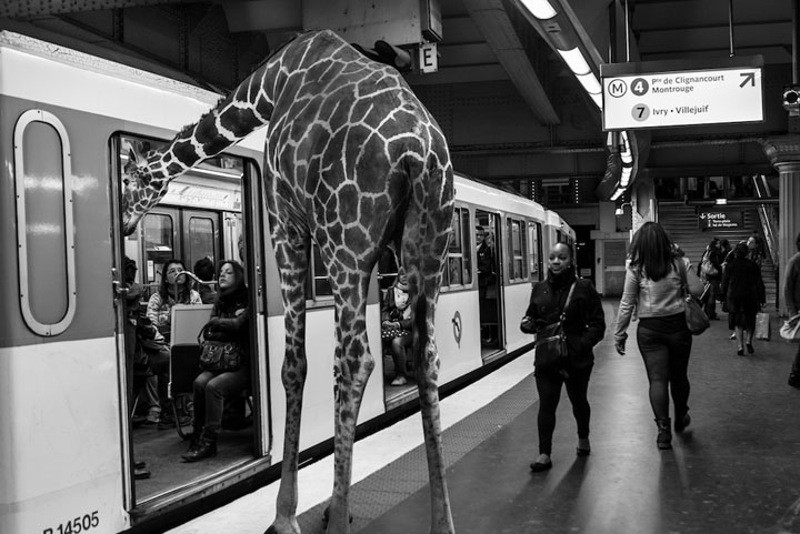animaux-1