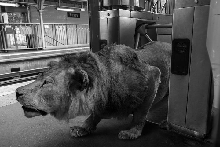 animaux-5