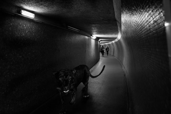 animaux-6