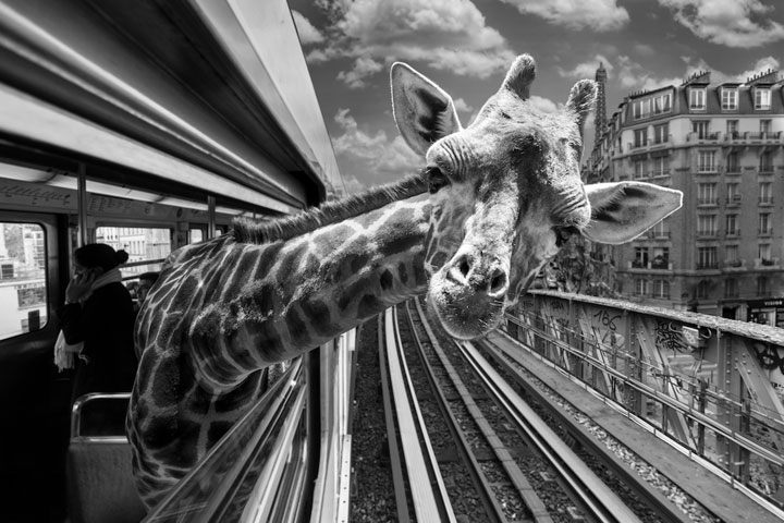 animaux-7