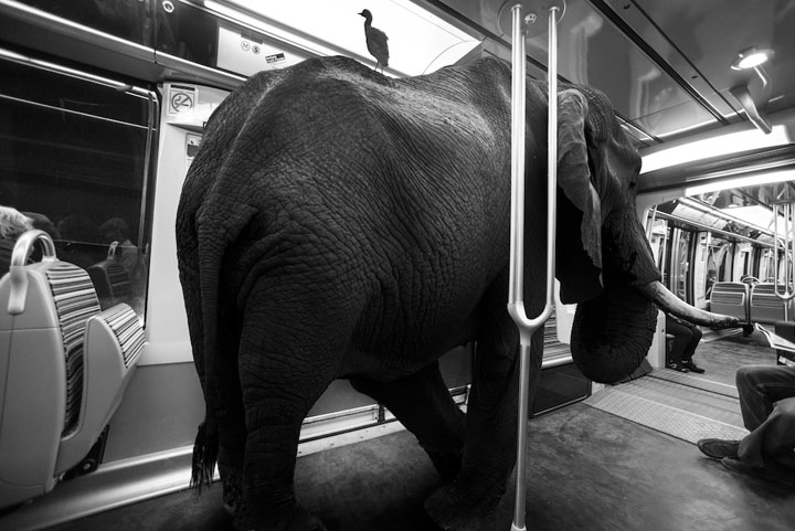 animaux-8