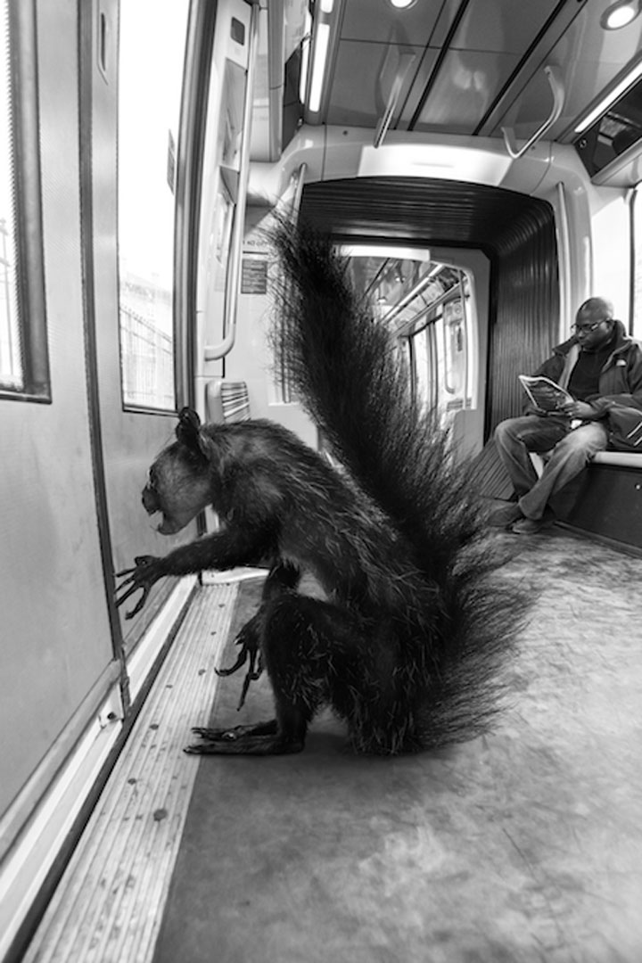 animaux-9