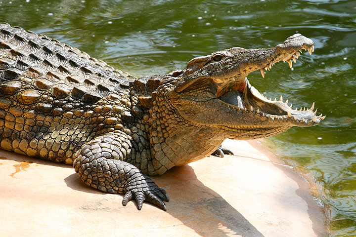 animaux-humain-mort-annee10