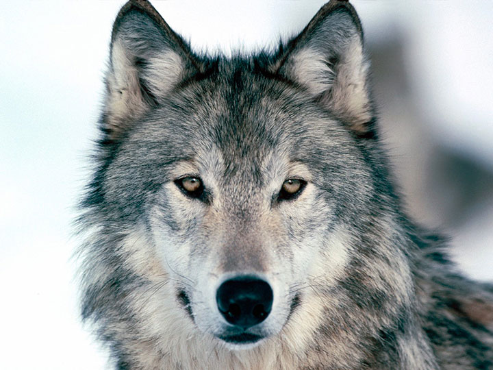 animaux-humain-mort-annee14