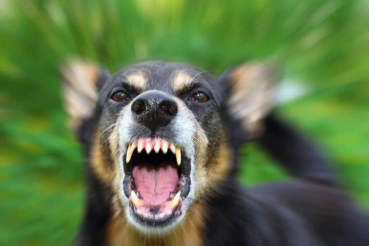 animaux-humain-mort-annee4