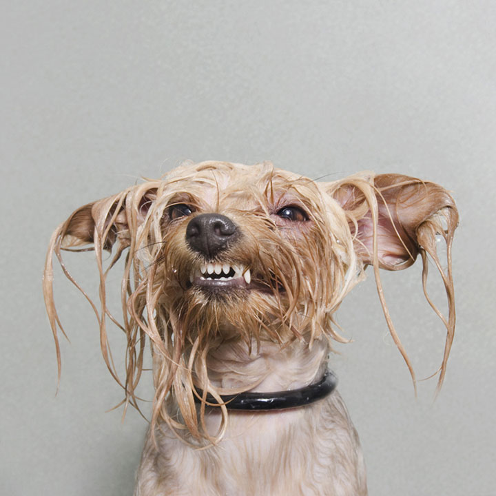 chien-1