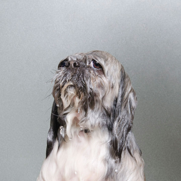 chien-10