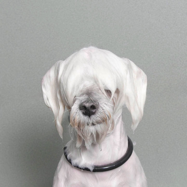 chien-11